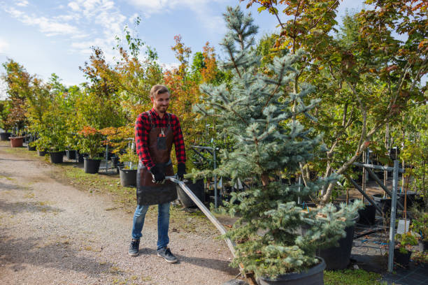 Best Tree Trimming and Pruning  in Valdese, NC